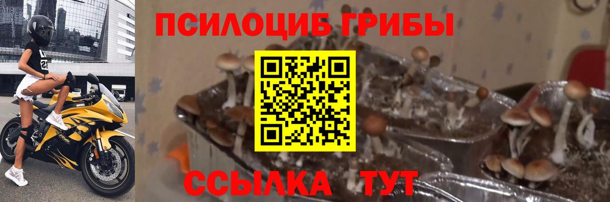 Псилоцибиновые грибы прущие грибы Белгород